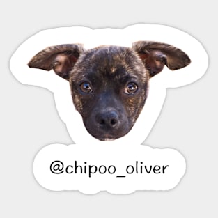 Instagram: @chipoo_oliver Sticker